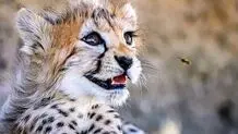 بانک سلولی برای گونه‌های در معرض خطر ایرانی
