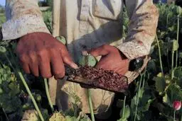 داروسازی به هزارتن تریاک نیاز داد   