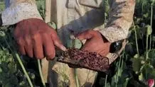 داروسازی به هزارتن تریاک نیاز داد   