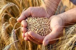 در گندم به خودکفایی رسیدیم؟
