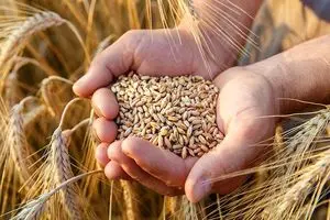 ۷/۵ میلیون تن گندم به دولت تحویل شد
