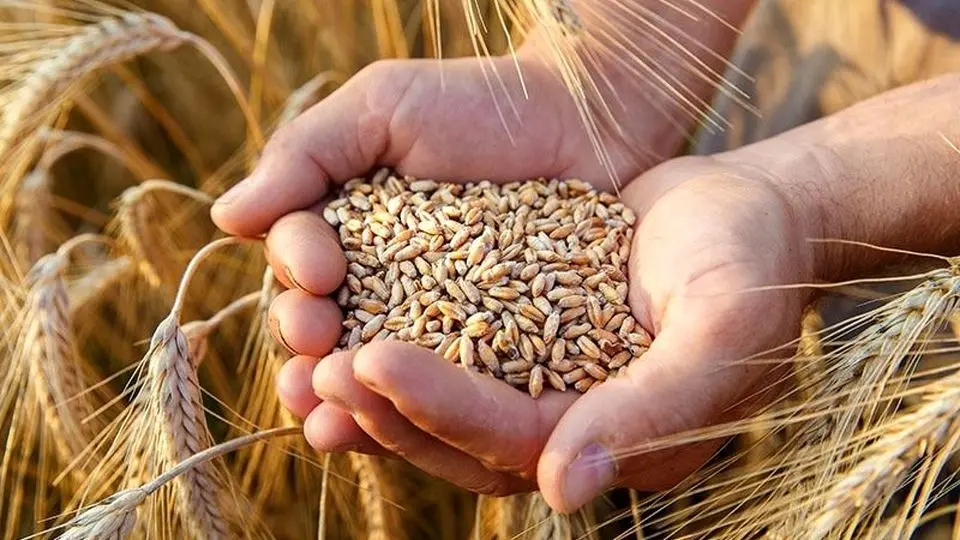 خبر مهم برای گندمکاران/ نرخ منطقی گندم اعلام شد
