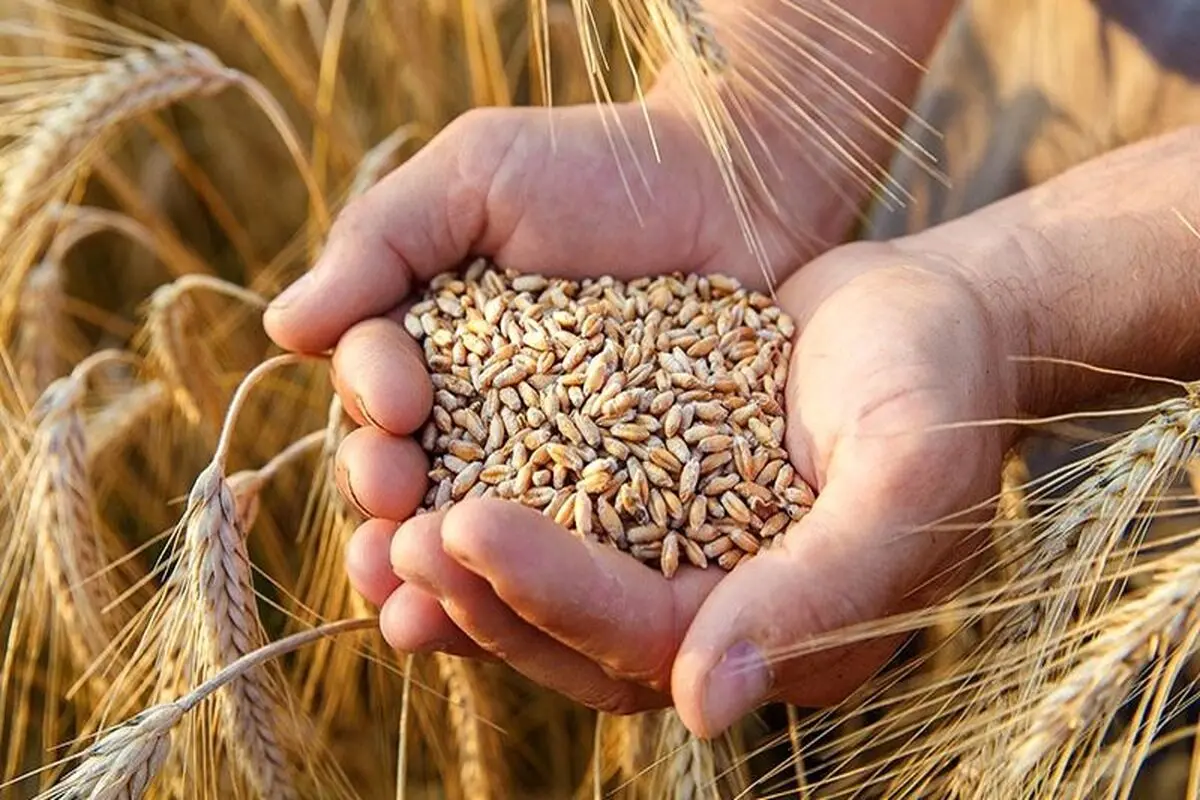 خبر مهم برای گندمکاران/ نرخ منطقی گندم اعلام شد
