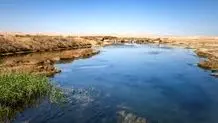 هشدار محیط زیست: به خرس قهوه ای غذا ندهید+ ویدئو