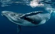 گفت‌وگو با نهنگ‌ها

