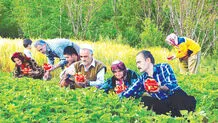 طعم طلای سرخ کردستان در گلوی دلالان