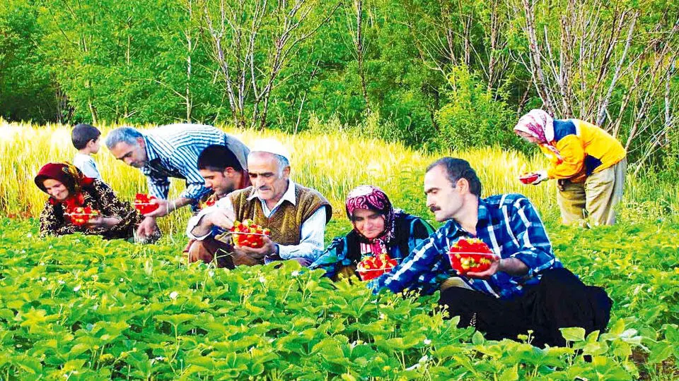 طعم طلای سرخ کردستان در گلوی دلالان