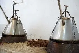 برداشت گل محمدی در روستای اله رودبار بابل