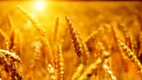 گلستان در خرید تضمینی گندم رکورد زد
