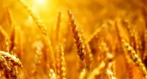 گلستان در خرید تضمینی گندم رکورد زد