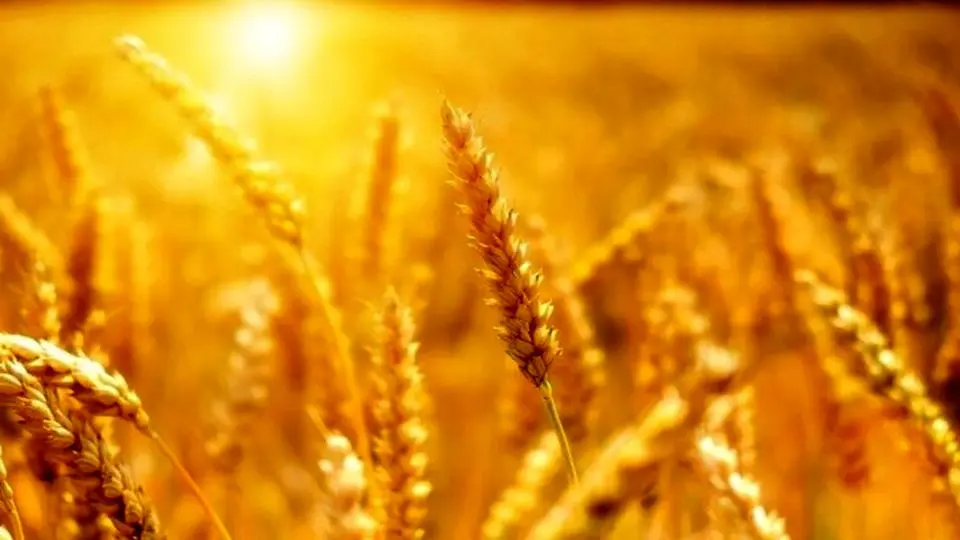 گلستان در خرید تضمینی گندم رکورد زد