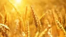 گلستان در خرید تضمینی گندم رکورد زد