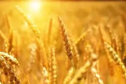 گلستان در خرید تضمینی گندم رکورد زد