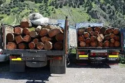 یک هیچ به نفع قاچاقچیان چوب  