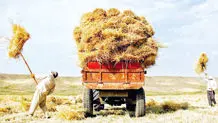 پیش‌بینی تولید ۱۲ میلیون تنی گندم 