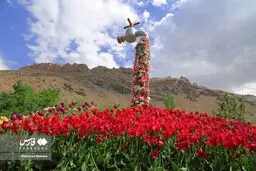 جشنواره لاله ها از فردا آغاز می شود 
