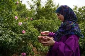 برداشت گل محمدی در روستای اله رودبار بابل