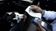 برخورد با سگ گردانی در خودرو 