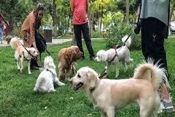 آیا سگ‌ها در آبخوری پارک‌ها شسته می‌شوند؟