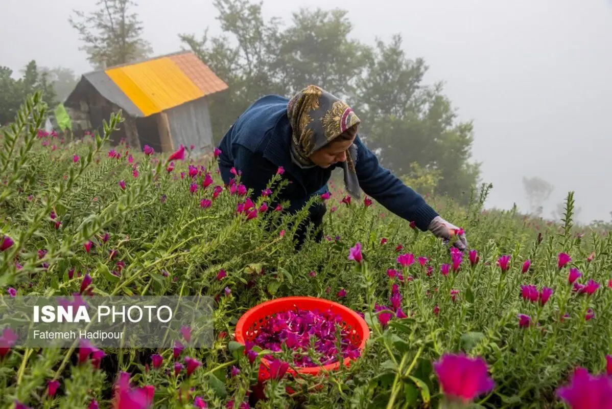 برداشت گل‌گاوزبان در روستای آغوزبن کندسر