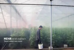 تصاویر زیبا از برداشت چغاله بادام از باغ های کاشان