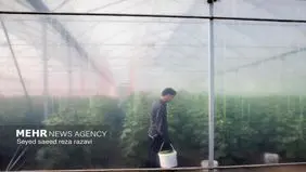 تصاویر زیبا از برداشت چغاله بادام از باغ های کاشان