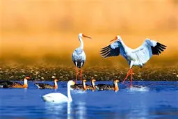 چشم‌ها به دنبال درنای سیبری

