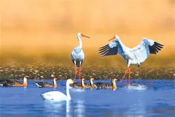 چشم‌ها به دنبال درنای سیبری

