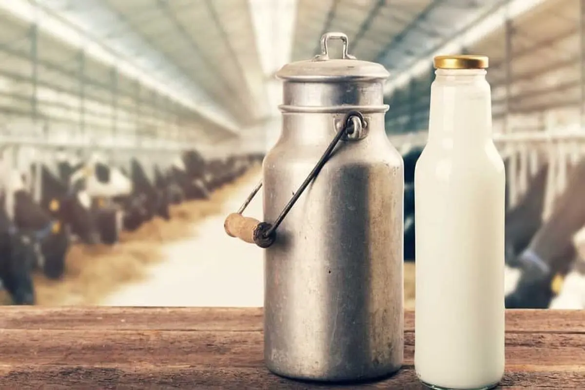 قیمت شیر خام ۱۵ درصد افزایش یافت
