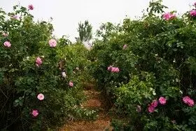 برداشت گل محمدی در روستای اله رودبار بابل