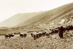 دندان بُزهای باستانی و مراقبت از حیوانات در ایران کهن