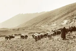 دندان بُزهای باستانی و مراقبت از حیوانات در ایران کهن