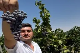  رخداد انقلابی در تولید نهال‌های دیمی دیرگل با غرب نهال؛ از زمین دیمی خود میلیاردی درآمد کسب کنید