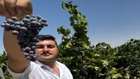  رخداد انقلابی در تولید نهال‌های دیمی دیرگل با غرب نهال؛ از زمین دیمی خود میلیاردی درآمد کسب کنید