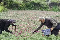 تصاویر زیبا از برداشت گل‌ گاوزبان در رودسر
