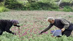 تصاویر زیبا از برداشت گل‌ گاوزبان در رودسر