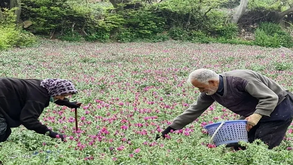 تصاویر زیبا از برداشت گل گاوزبان در رودسر