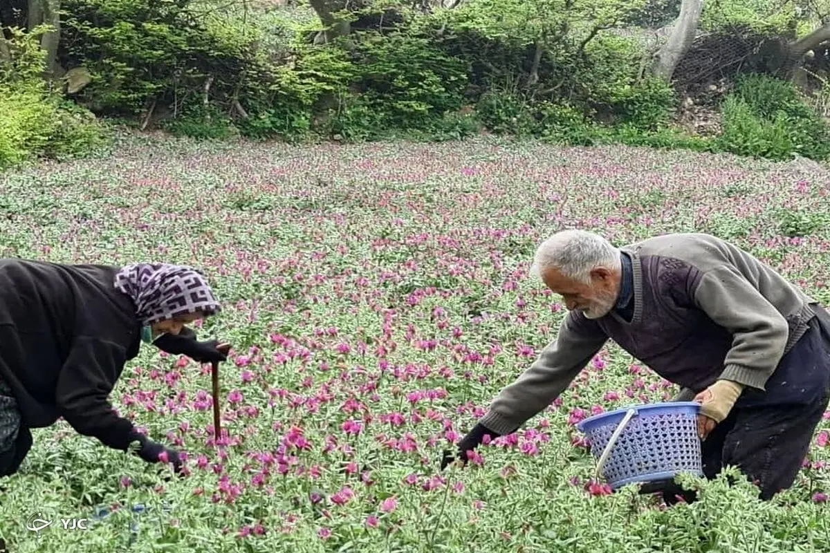 تصاویر زیبا از برداشت گل‌ گاوزبان در رودسر