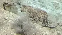 مشاهده یک قلاده پلنگ در فیروزکوه