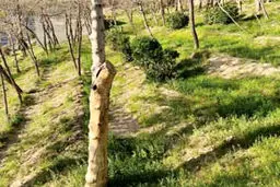 خداحافظی با چنار و چنارستان
