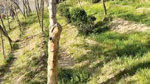 خداحافظی با چنار و چنارستان
