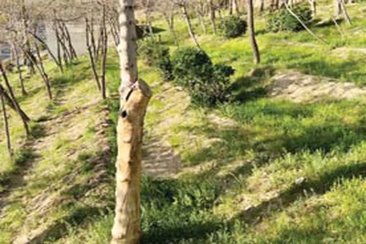 خداحافظی با چنار و چنارستان
