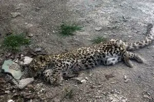 جزئیات جدید از کشته شدن دو‌پلنگ در قزوین