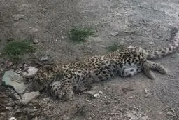 جزئیات جدید از کشته شدن دو‌پلنگ در قزوین 