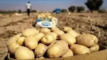 افزایش قیمت سیب‌زمینی و وعده کاهش تا اوایل اسفند