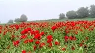 دشت‌های آکنده از شقایق روستایی در میامی+ عکس