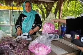 برداشت گل محمدی در روستای اله رودبار بابل